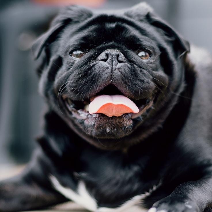 Portrait of a mentor and Italian cuisine specialist